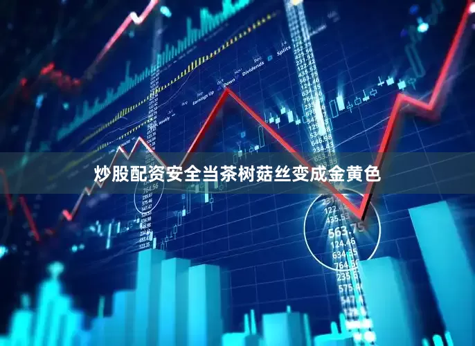 炒股配资安全当茶树菇丝变成金黄色